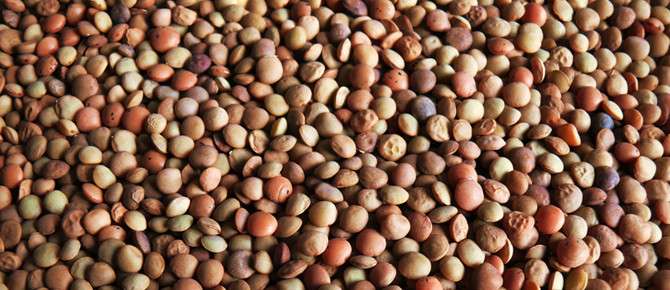 Valnerina, dove il bello è anche buono: Castelluccio di Norcia e la Lenticchia IGP